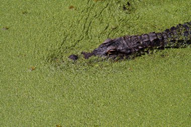 Florida Timsahı