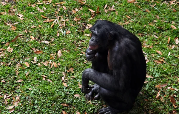 黑猩猩Chimpanzee — 图库照片