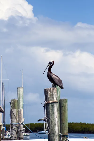 Pelican — Stock Photo, Image