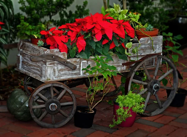 Flores vermelhas brilhantes em um velho carrinho de madeira — Fotografia de Stock