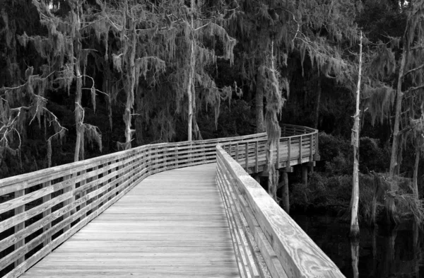 Jacksonville florida swamp — Stockfoto