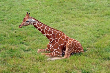 çimenli alan içinde oturan zürafa