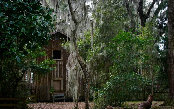 Gammal övergiven lada omgiven av Live Oak — Stockfoto