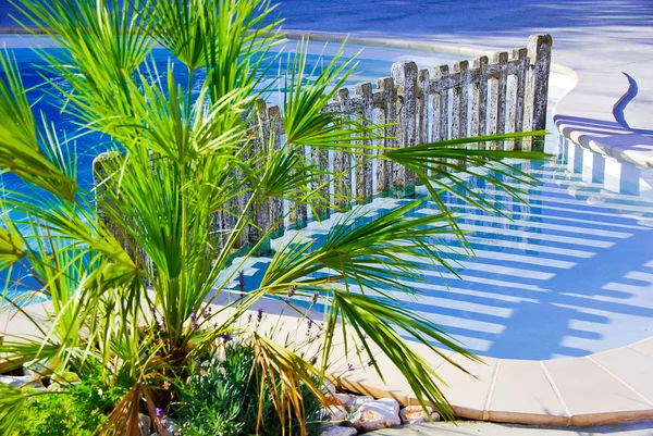 Swimming pool, barrier and palm tree — Stock Photo, Image