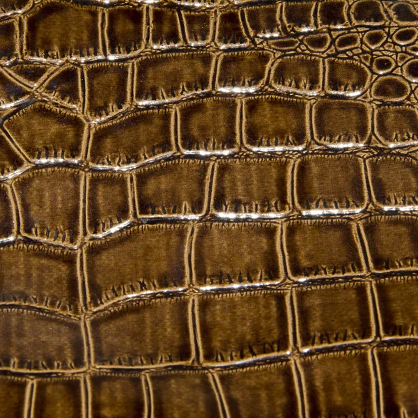 Crocodile leather detail — Stock Photo, Image