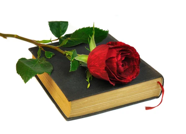 Rosa y libro — Foto de Stock