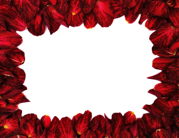 Red rose - frame — Stock Photo, Image