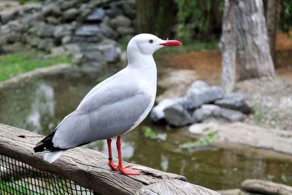 Martı — Stok fotoğraf