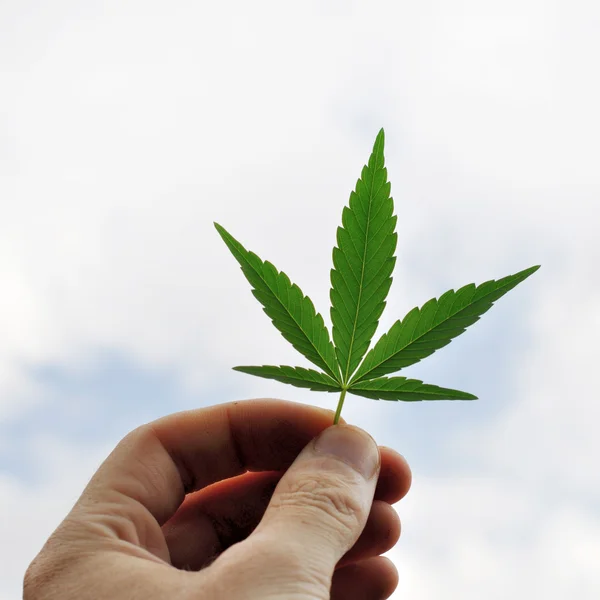 Cannabis leaf — Stock Photo, Image