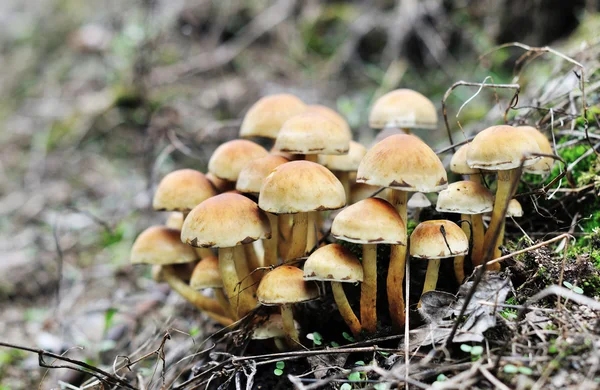 Höstens mashrooms — Stockfoto