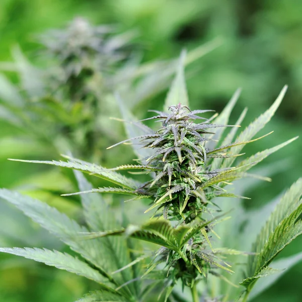 Close up of hemp buds — Stock Photo, Image