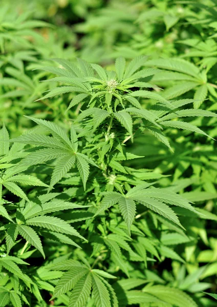 Close up of hemp buds — Stock Photo, Image