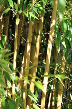 Bambu Arkaplanı