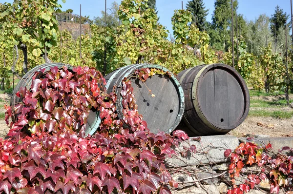 Barricas de vino —  Fotos de Stock