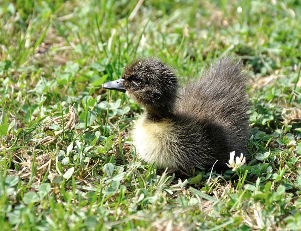 Canard fraîchement éclos — Photo