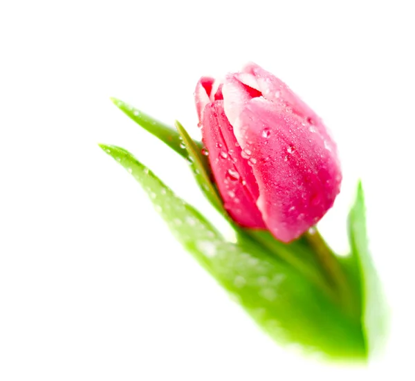 Tulpe auf Weiß — Stockfoto