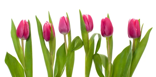 Rosa Tulpe — Stockfoto