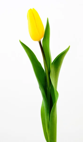 Yellow tulip — Stock Photo, Image