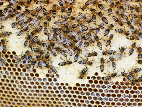 ミツバチが巣の中で — ストック写真
