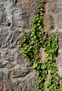 Sarmaşıklı taş duvar