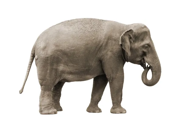 Elephant — Stock Photo, Image