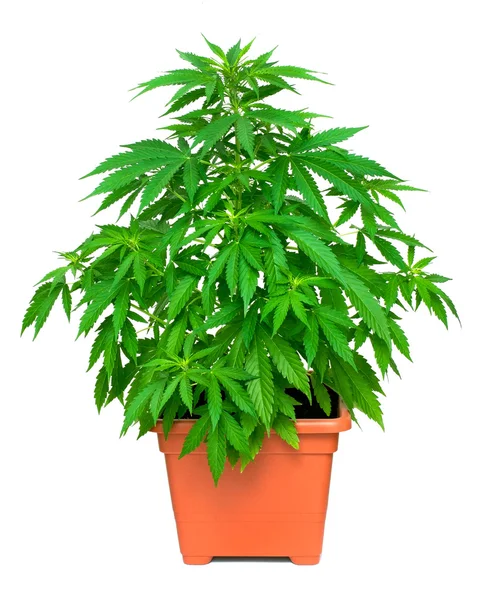 Marihuanainstallatie — Stockfoto