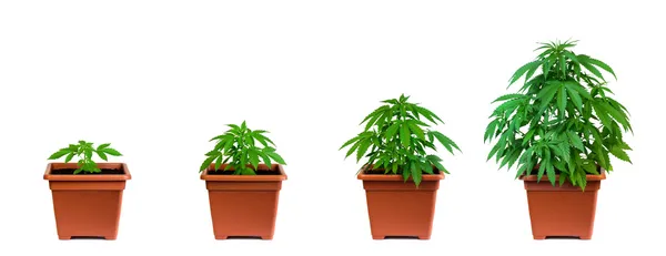 Фаза выращивания марихуаны — стоковое фото