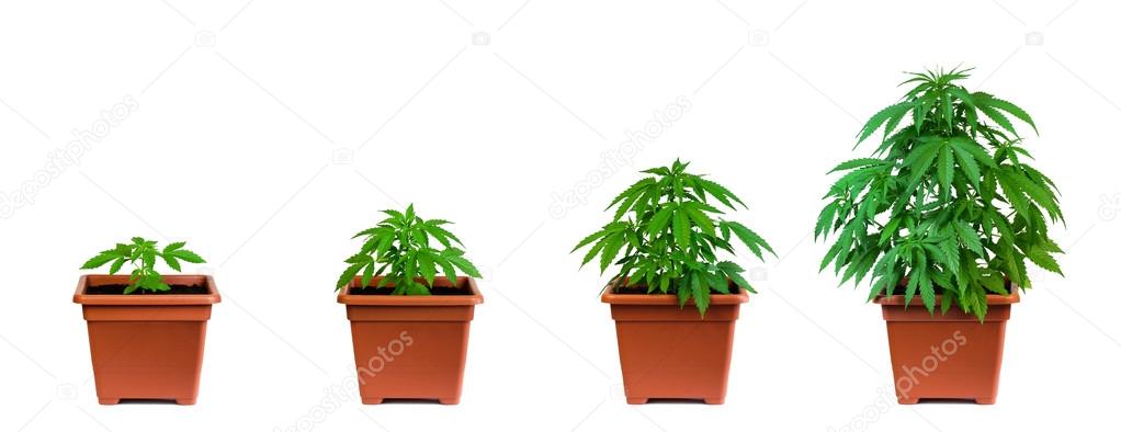 Výsledek obrázku pro květináče na marihuanu