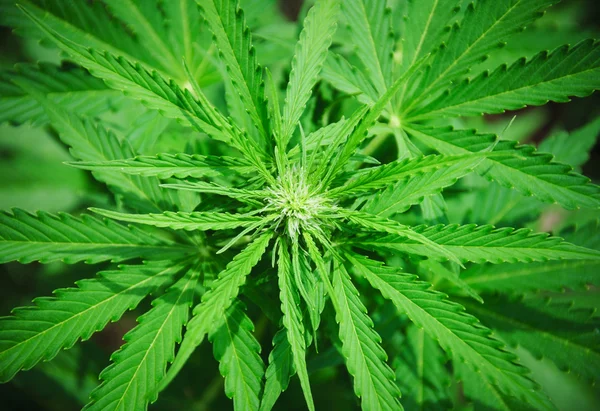 Detalj av marijuana bud — Stockfoto