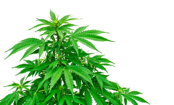 Részlet a marihuána növény — Stock Fotó