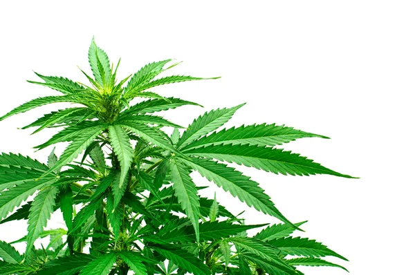 Detail der Marihuana-Pflanzedetalj av marijuana växt — Stockfoto