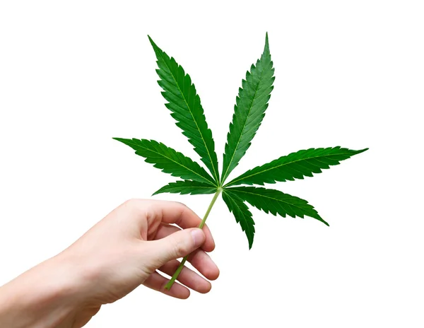 Marijuana blad — Stockfoto