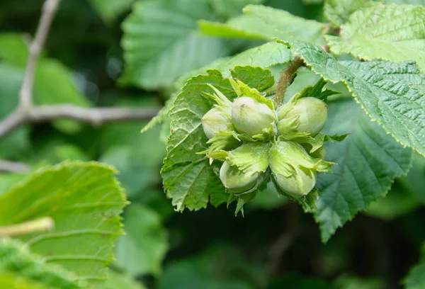 Groene noten — Stockfoto