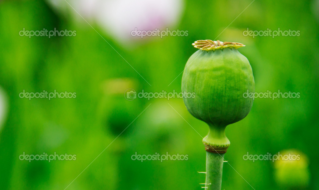 depositphotos_50498725-stock-photo-green-poppy-head.jpg