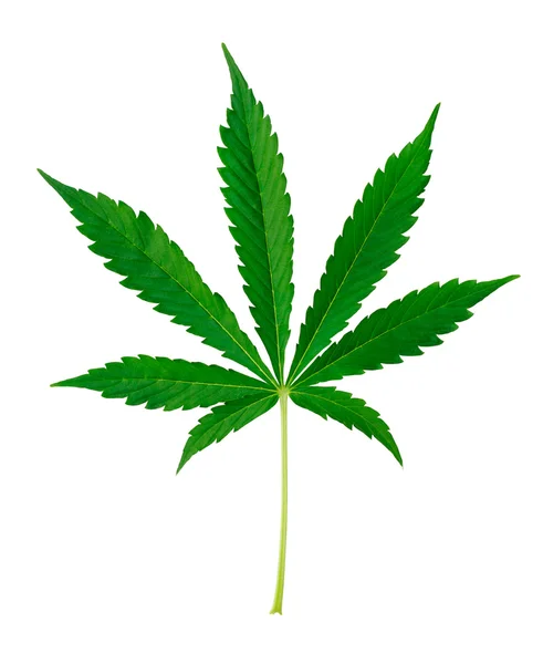 Marihuana-Blatt — Stockfoto