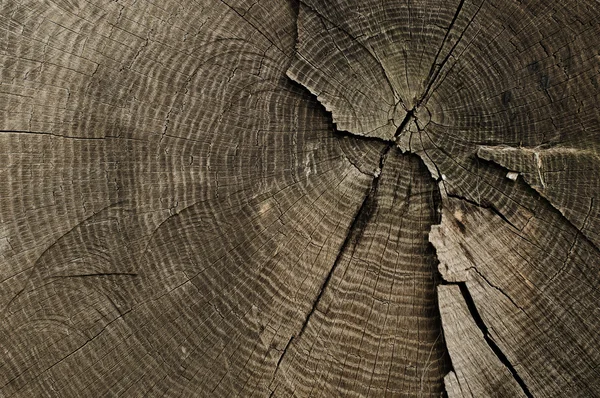 Oude boom ringen textuur — Stockfoto