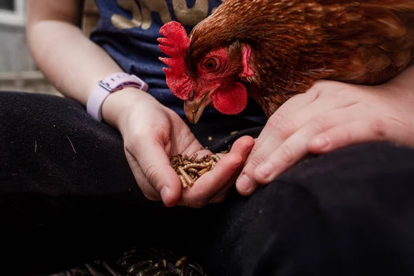 Close Chicken Hands Woman Worms — Stock Photo, Image