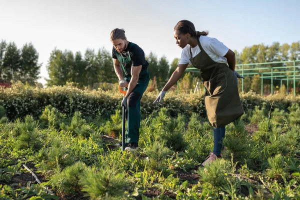 Svart Kvinna Visar Mannen Var Man Ska Gräva Medan Återplantera — Stockfoto