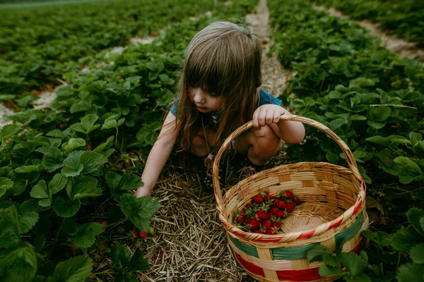 Küçük Kız Bahçede Olgun Çilek Topluyor — Stok fotoğraf