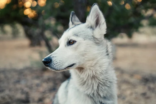 Portrait Cute Dog — Stock Photo, Image