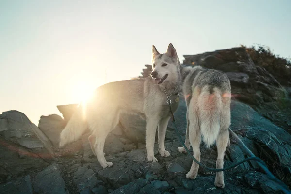 Portrait Beautiful Dogs Mountains Sunset — Stock Photo, Image