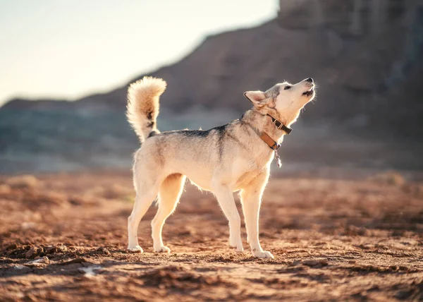 沙漠中的狗 — 图库照片