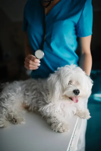 Perro Maltés Una Mesa Veterinaria Frente Veterinario Ingenio —  Fotos de Stock