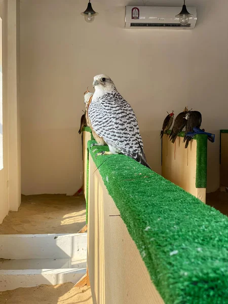 Falcons Sitting Shop Doha Qatar — 图库照片