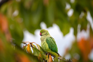 Halka boyunlu muhabbet kuşu ağaçta oturuyor.