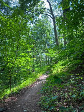 Yazın Almanya 'da Siebengebirge Dağları' nda yürüyüş parkurunda
