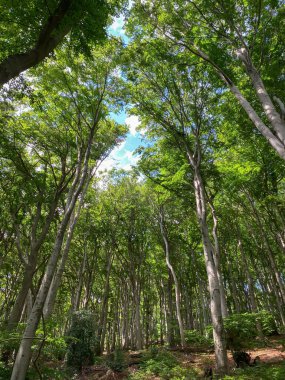 Almanya 'nın Siebengebirge dağlarındaki güzel kayın ormanlarının alçak açılı manzarası.