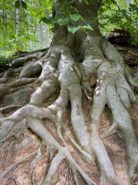 Almanya 'da bir ormanda yürüyüş yolu boyunca bir kayın ağacının kalın kökleri.