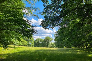 Yazın bir ormanda bulutlu mavi gökyüzüne karşı güzel bir açıklık.