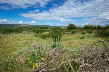 Almanya 'daki Nationalpark Eyfel' deki manzara manzarası. Önplanda yüksükotu çiçekleri bulutlu mavi gökyüzüne karşı.
